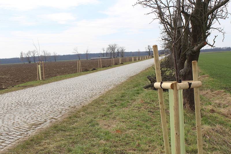 Nová výsadba ve stromořadí na hodonínském Nesytu ve směru na Lužice a Mikulčice.