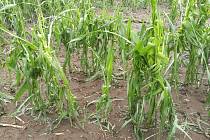 Místo na keřích se povalují listy na zemi, poškozené jsou hrozny, kukuřice i ovoce. Zemědělci sčítají škody, následky označují někteří za katastrofální.