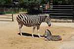 Nové mládě zebry Chapmannové s rodičem.