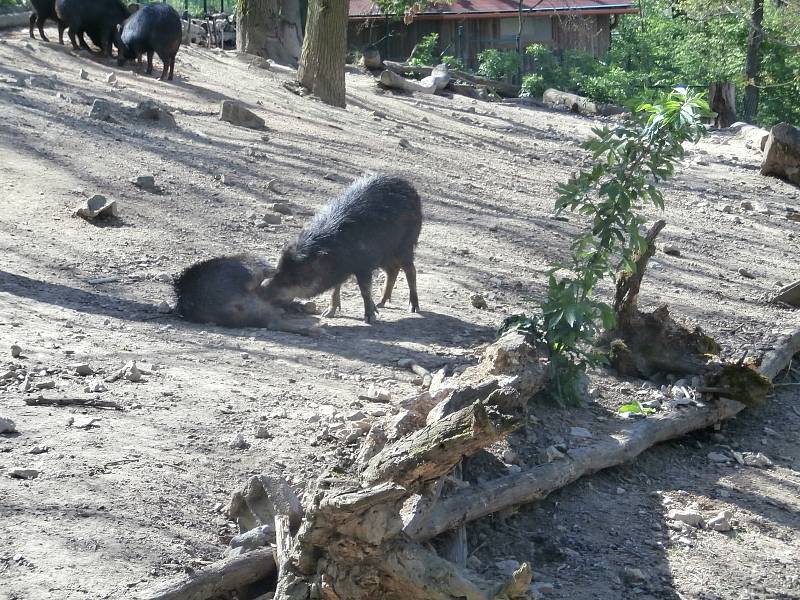 V zoo si můžete třeba i zahrát pexeso nebo kvíz. Vše s tématikou z říše zvířat.