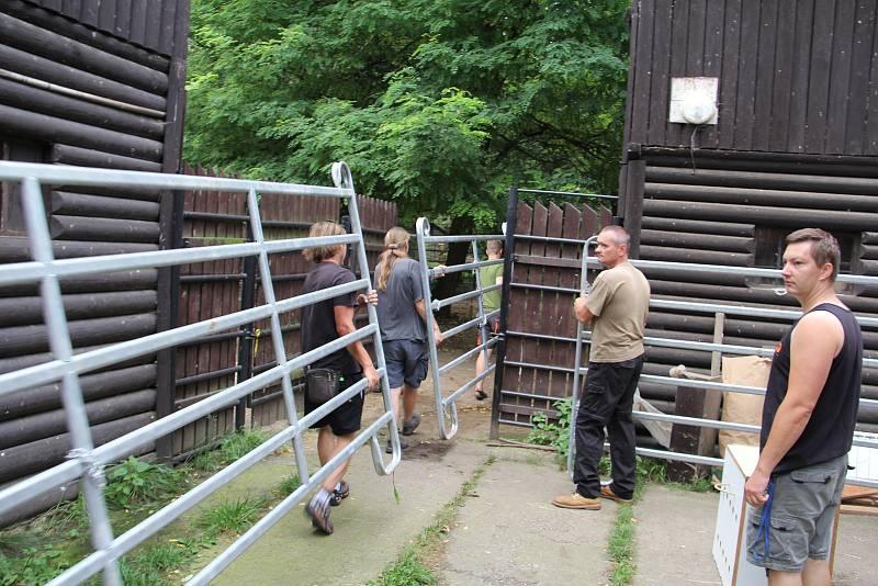 Zebry Chapmanovy v hodonínské zoologické zahradě.