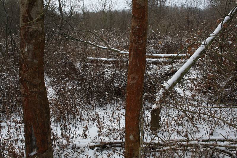 Tým z Mendelovy univerzity zkoumá vliv bobra na lesní hospodářství. Na snímku je situace poblíž Mikulčic.