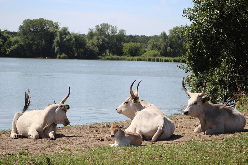 Krávy uherského stepního skotu i s novými telaty v ptačím parku Kosteliska u Dubňan.
