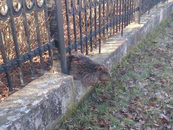 Netradiční zásah, který v pátek absolvovala jednotka ve Veselí nad Moravou. Z plotu její členové vytahovali bobra.