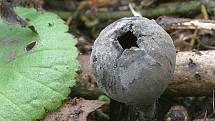 Především houbaři si pochvalují teploty letošní zimy a déšť posledních dní. V lesích se objevily houby, které běžně rostou až v březnu. Další pak nacházejí ve větším množství, než je obvyklé. 