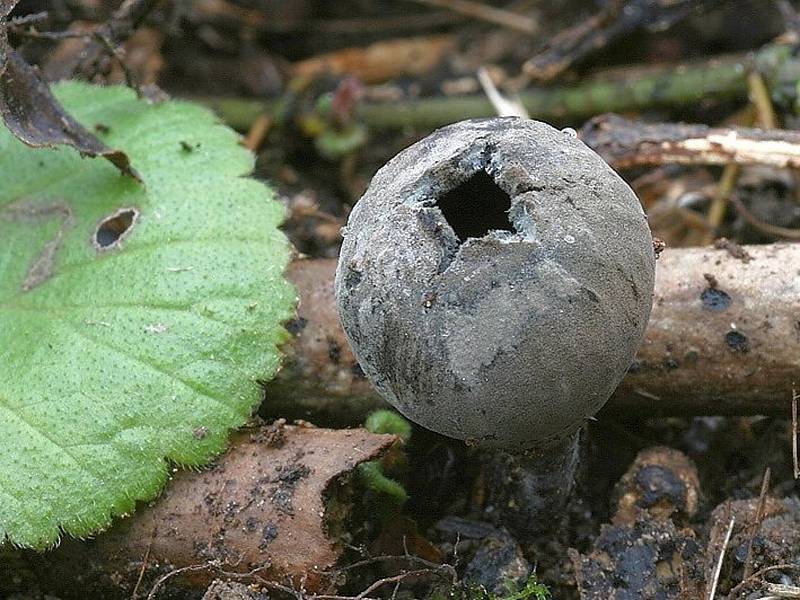 Především houbaři si pochvalují teploty letošní zimy a déšť posledních dní. V lesích se objevily houby, které běžně rostou až v březnu. Další pak nacházejí ve větším množství, než je obvyklé. 