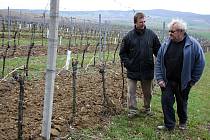 Pěstitel Jean-Luc Pascal (vpravo) si prohlédl vinice v Archlebově za doprovodu jednatele firmy Spielberg Jaroslava Javornického.
