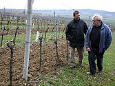 Pěstitel Jean-Luc Pascal (vpravo) si prohlédl vinice v Archlebově za doprovodu jednatele firmy Spielberg Jaroslava Javornického.