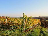 Nejen klasické odrůdy révy vinné pěstuje Václav Šalša z Kyjova, do jeho vinic si našel cestu také Hibernal, Solaris nebo Laurot.