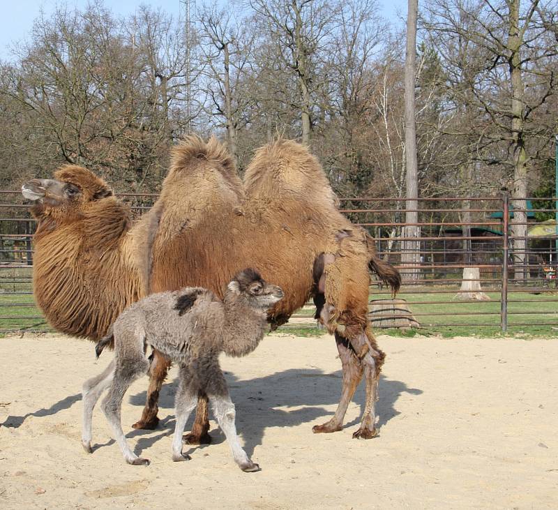 Mládě velblouda dvouhrbého v hodonínské zoologické zahradě.