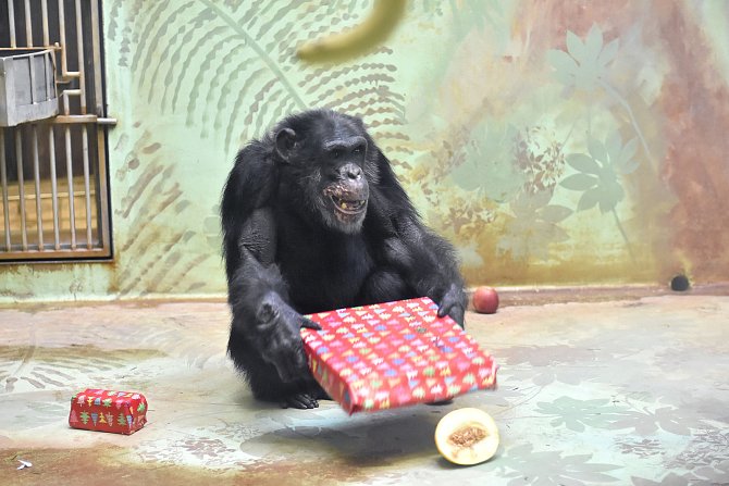 V Zoo Hodonín se chystá vánoční nadílka u šimpanzů.