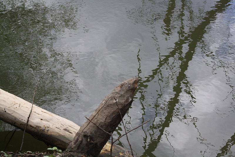 Bobři se zabydleli na Kyjovce. Vodohospodáře trápí nory, hráze i ohlodané stromy