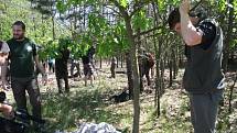 Dospělec chrousta maďalového si na Bzenecku pochutnává na listech listnatých stromů.