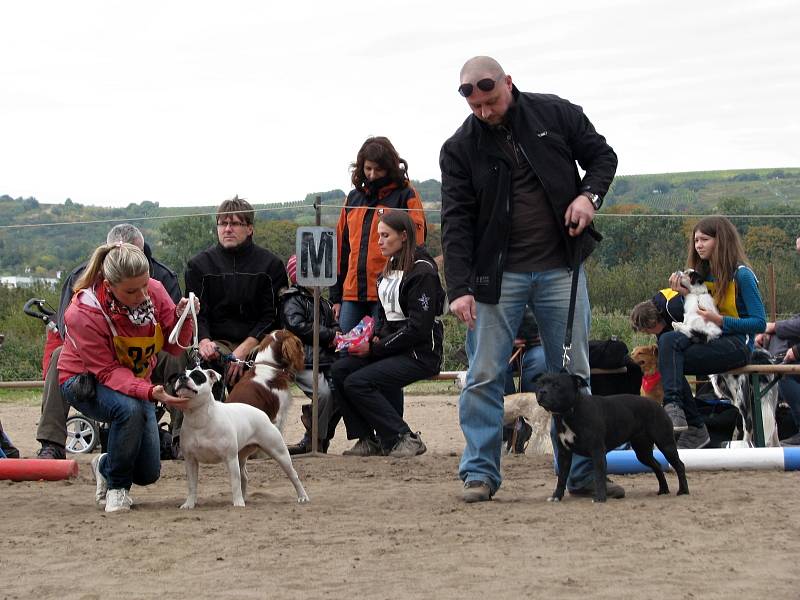 Happy dogs day (Šťastný psí den) ve Bzenci.