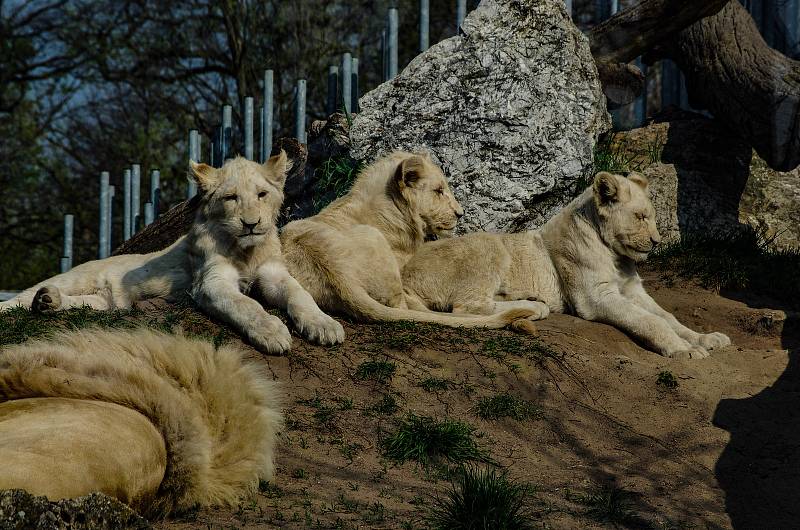 Zoo Hodonín znovu vítá návštěvníky.