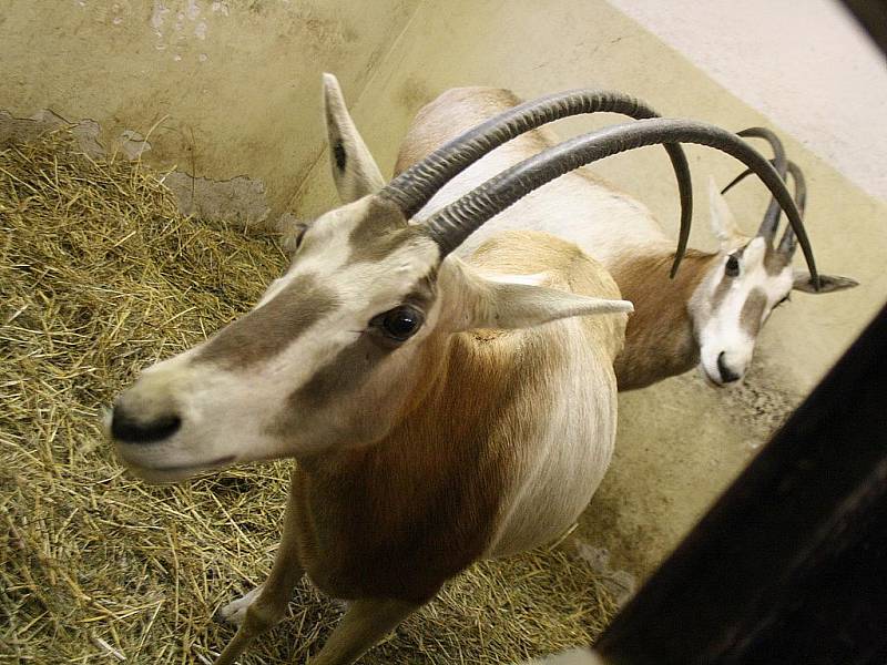 Jedna ze samic oryxe, žijící v hodonínské zoo porodila samičku Štěpánku.