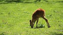 Lidé si mohou po znovuotevření zoologické zahrady prohlédnout zvířata ve venkovních výbězích či voliérách.