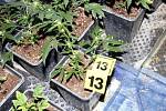 Pěstírnu marihuany našli jihomoravští policisté v Rahotci na Hodonínsku.