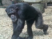 Venkovní expozice šimpanzů se dočkaly jarní údržby.