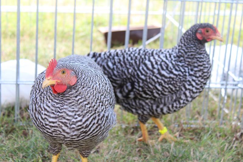 Třetí oblastní, třináctá okresní výstava mladých chovatelů a místní výstava králíků, drůbeže, holubů a exotů se konala v Kyjově.