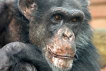 Nejstarší šimpanzí samec v hodonínské zoologické zahradě.