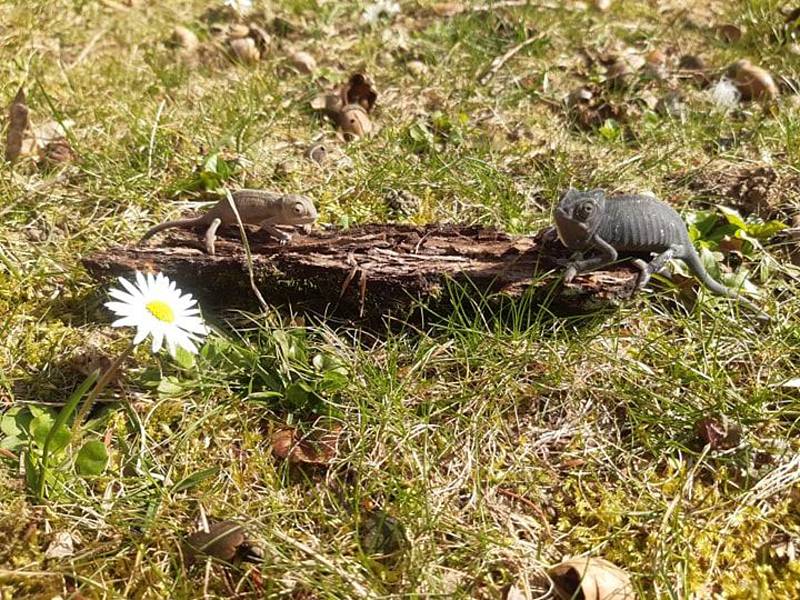 Mláďata chameleona jemenského v hodonínské zoologické zahradě.