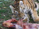 V neděli se stal kmotrem dvou čtyřměsíčních tygrů zpěvák Martin Harich. Tygři i se svou matkou pak dostali hovězí kýtu.