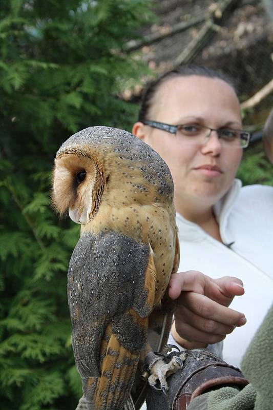 Návštěvníci zoo si mohli pohladit o sovího kluka Emila.