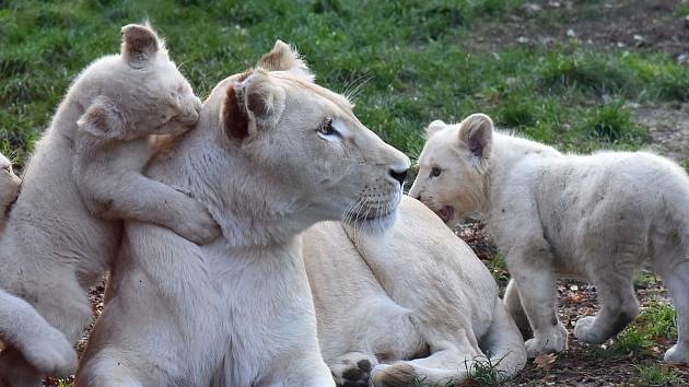 Mladá čtyřčata lva jihoafrického a vydala se na dlouhou cestu do Venezuely.