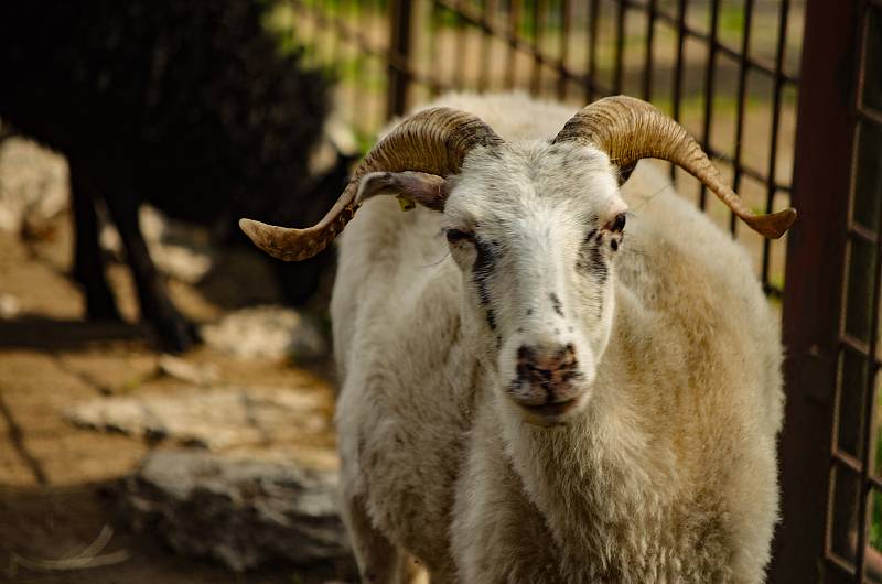 Zoo Hodonín znovu vítá návštěvníky.