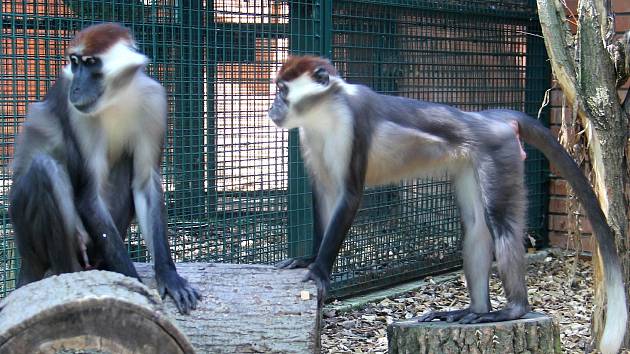 Návštěvníci naší zoo mohou již sledovat nový pár mangabejů rudohlavých. 