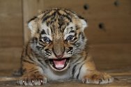 V hodonínské zoo se podařilo odchovat mláďata tygra ussurijského.