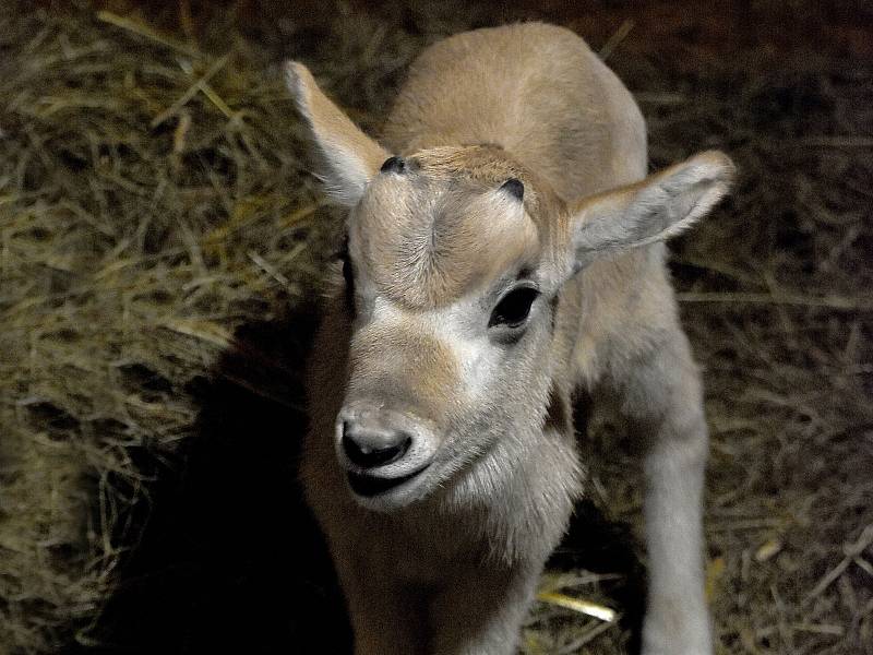 Hodonínská zoologická zahrada se může pochlubit novým přírůstkem, samečkem adaxe núbijského.