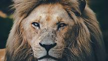 Snímek s názvem "Lev - král zvířat ". Pokud chcete dát fotografii svůj hlas, můžete tak učinit na Facebooku Zoo Hodonín.