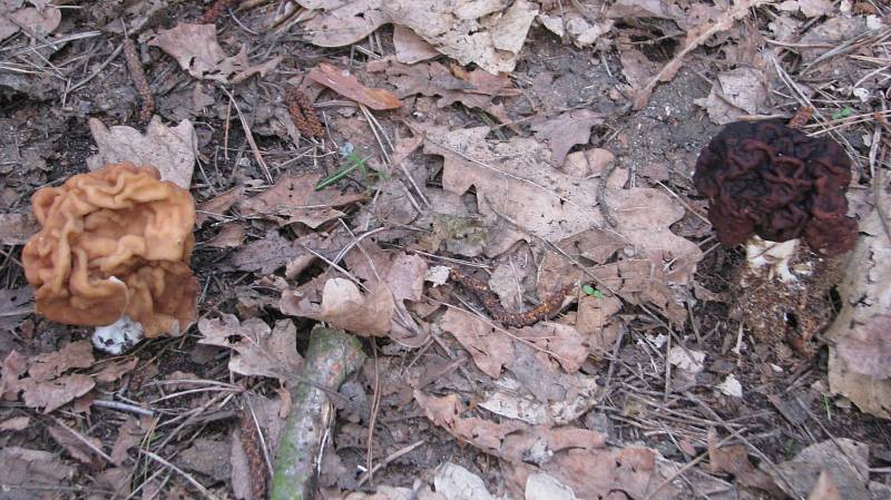 Obrovským dřevěným klíček odemkli ratíškovičtí houbaři les a zrovna se vydali za úlovkem.