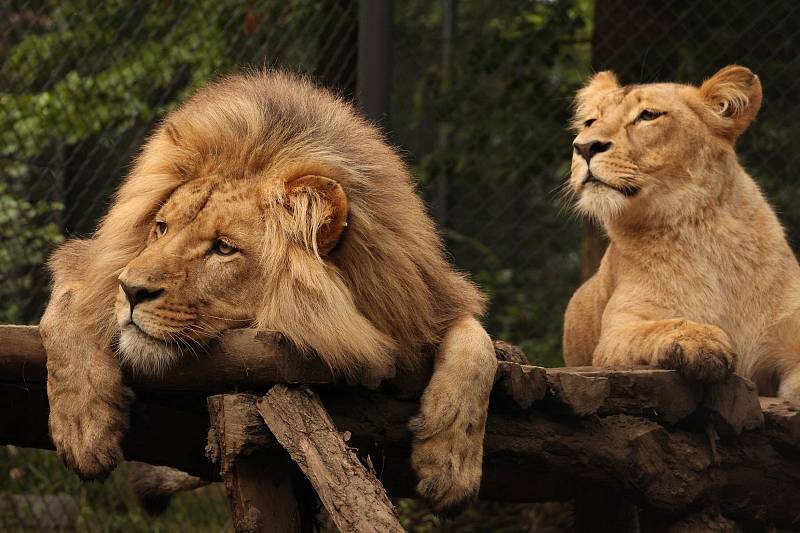 Lví dvojčata Anoona a Akashinga odjela z Brna do polských zoo.