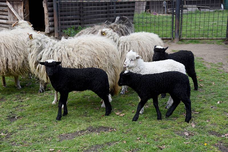 Ovce valašské přivedly na svět v hodonínské zoologické zahradě na jaře čtyři jehňátka.