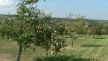 Genofondový sad vznikl ve Velké nad Veličkou v roce 1991. Od té doby v něm dvakrát do roka radí Ladislav Tomčala radí zahrádkářům jak roubovat tradiční odrůdy ovocných stromů.