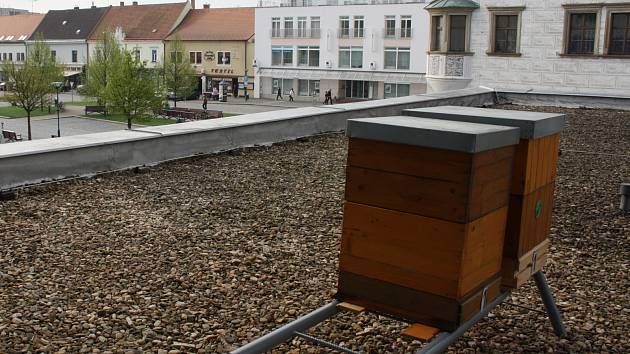 Kyjov nechal umístit na střechu restaurace u kulturního domu dva včelí úly.