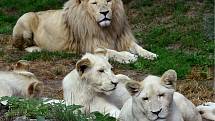 Mladá čtyřčata lva jihoafrického a vydala se na dlouhou cestu do Venezuely.