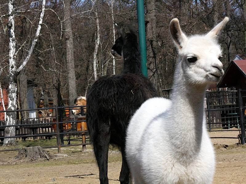 Mláďata lamy krotké v hodonínské zoo.