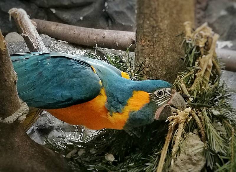 Snímek s názvem "Papoušci ". Pokud chcete dát fotografii svůj hlas, můžete tak učinit na Facebooku Zoo Hodonín.