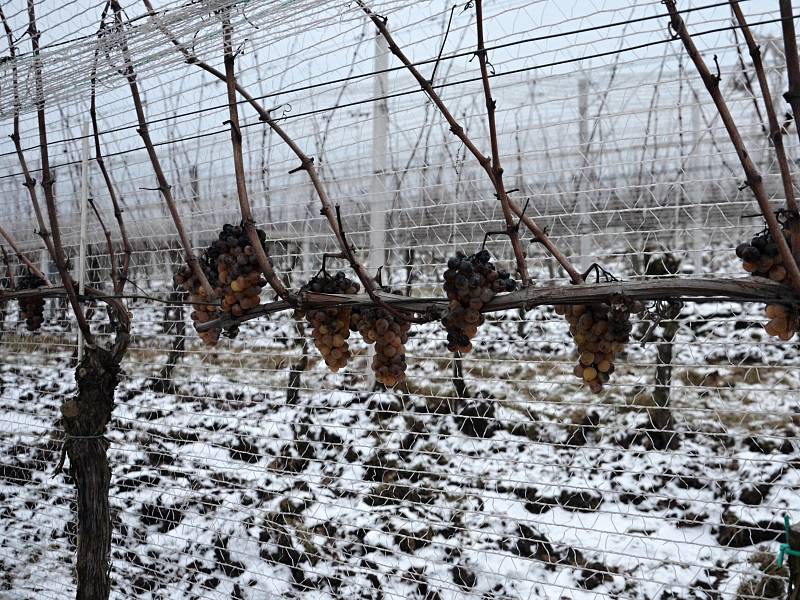 Zástupci vinařství Maláník-Osička z Mikulčic v pondělí sbírali hrozny na výrobu ledového vína. Teploty při sklizni musely být minimálně minus sedm stupňů.