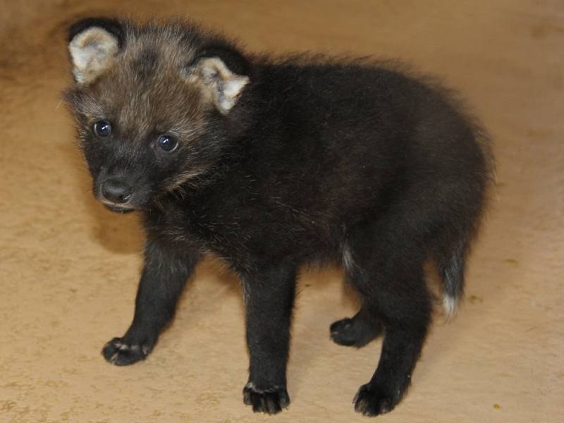 Mládě vlka hřivnatého v hodonínské zoo.