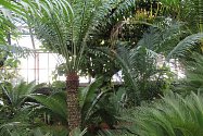 Na první únorové návštěvě tropického skleníku v areálu hodonínské nemocnice. K vidění je unikátní sbírka cykasů, zralé plody monstery i další rostoucí a kvetoucí skvosty.