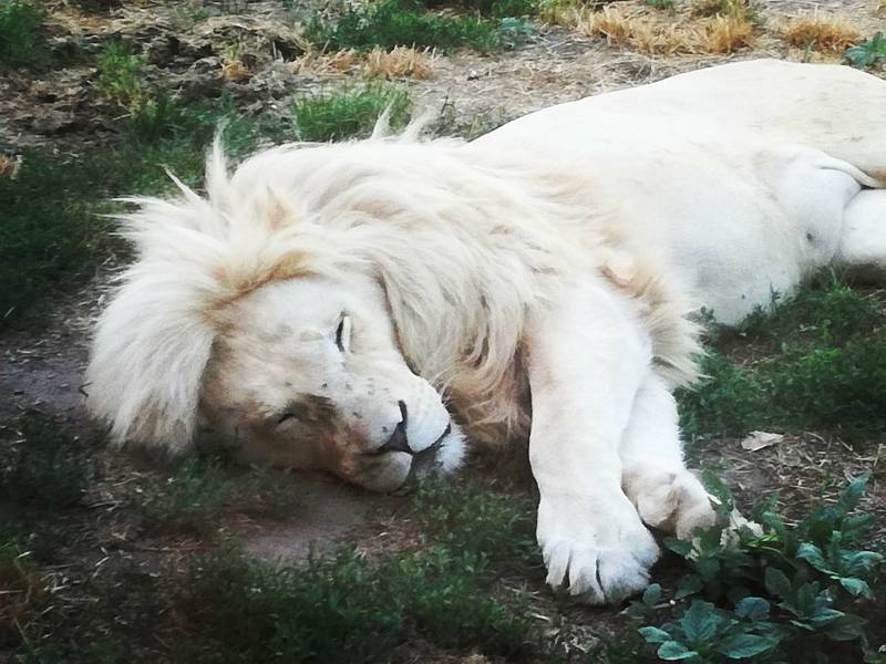 Snímek s názvem "Odpolední siesta ". Pokud chcete dát fotografii svůj hlas, můžete tak učinit na Facebooku Zoo Hodonín.