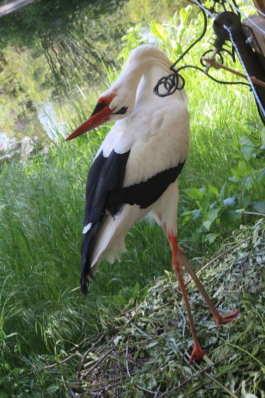 Lidé si mohou po znovuotevření zoologické zahrady prohlédnout zvířata ve venkovních výbězích či voliérách.