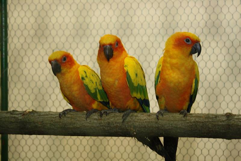 Výstava exotického ptactva v Kněždubu.