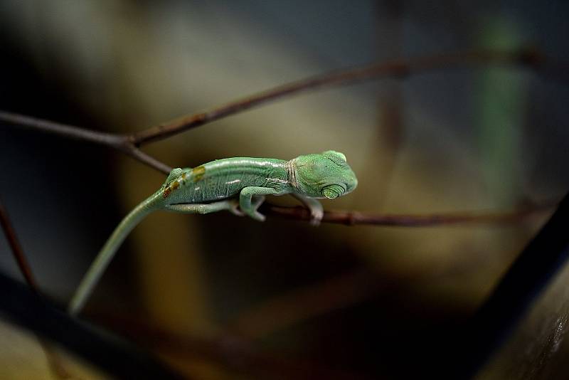 Chameleoni jemenští, kteří se koncem dubna vylíhli v hodonínské zoologické zahradě.