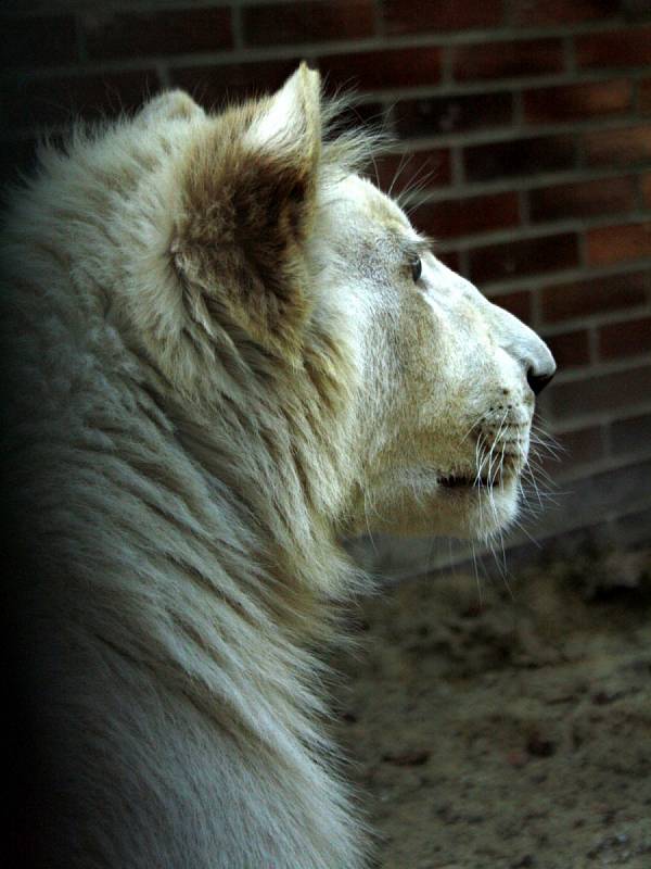 Jihoafrický lev přicestoval do hodonínské zoo z parku Lory v Jihoafrické republice.